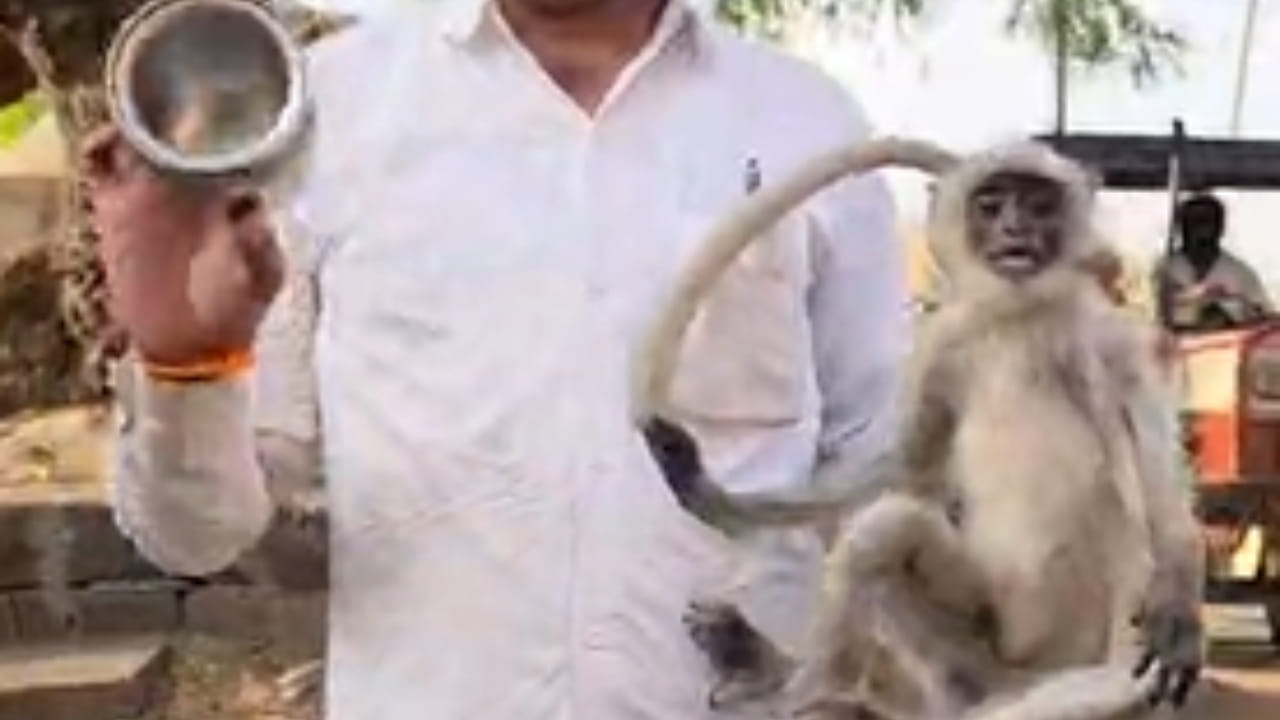 या घटनेनंतर परिसरातील नागरिकांनी समाधान गिरी यांच्या कार्याचं कौतुक केलं. त्यांच्या धाडसामुळे आणि वेळेवर केलेल्या मदतीमुळे एका मुक्या जीवाचा जीव वाचला. ही घटना पुन्हा एकदा माणुसकी आणि प्राण्यांविषयी असलेल्या संवेदनशीलतेचं जिवंत उदाहरण ठरली आहे.