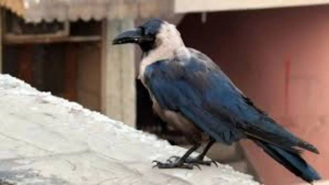 श्राद्धात कावळ्याला अन्न का दिले जाते? जाणून घ्या धार्मिक कारणे