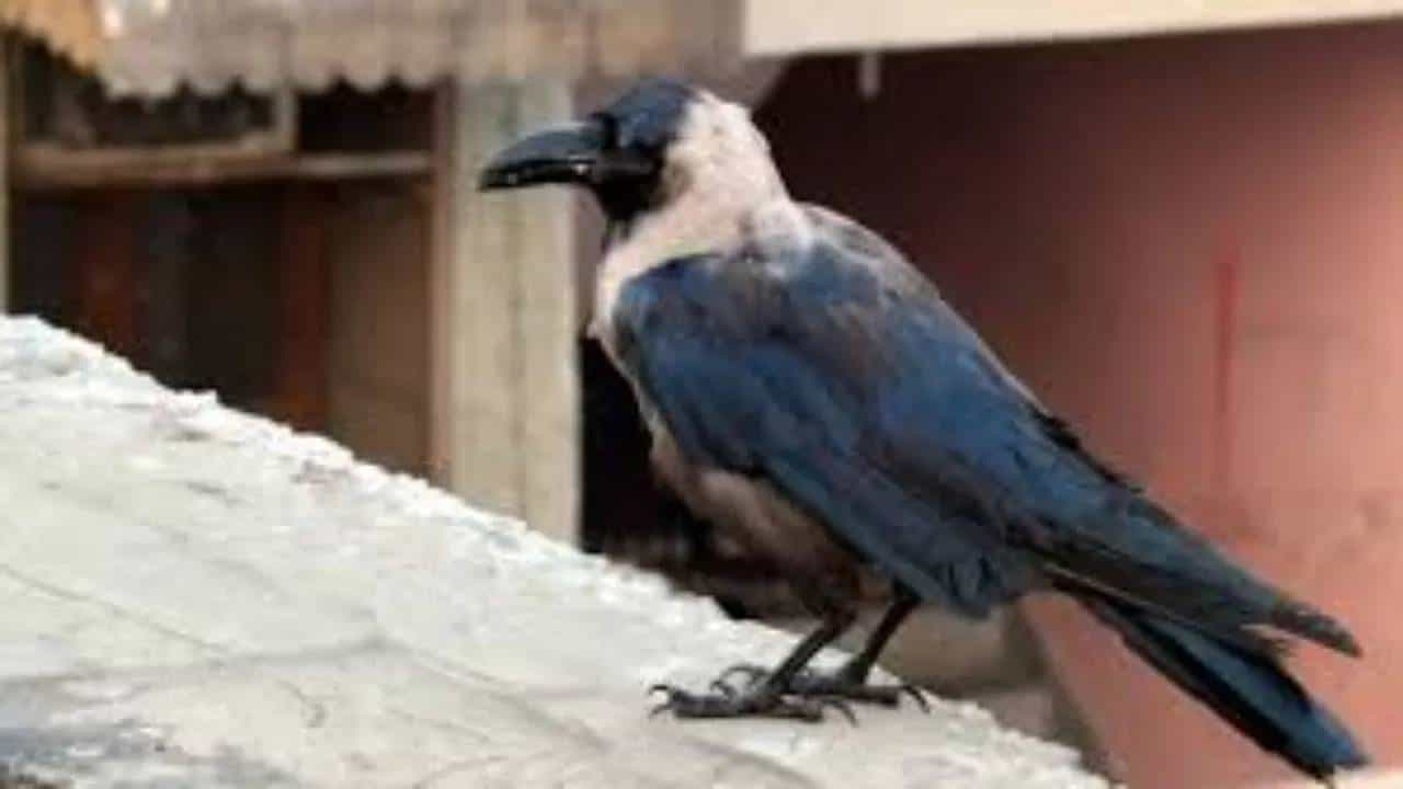 श्राद्धात कावळ्याला अन्न का दिले जाते? जाणून घ्या धार्मिक कारणे