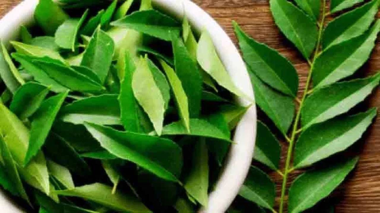 सकाळी रिकाम्या पोटी 10 कढीपत्त्याची पाने खाल्ल्यास शरीरात काय बदल होतात? सकाळी रिकाम्या पोटी 10 कढीपत्त्याची पाने खाल्ल्यास शरीरात काय बदल होतात?