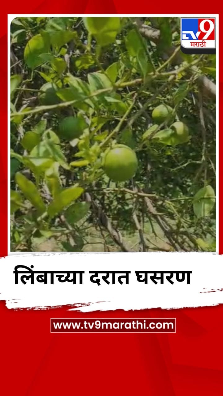 बाजारात लिंबाची आवक वाढली, दरात मोठी घसरण