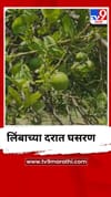 बाजारात लिंबाची आवक वाढली, दरात मोठी घसरण.