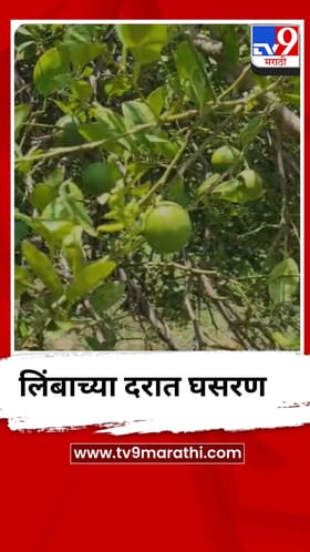 बाजारात लिंबाची आवक वाढली, दरात मोठी घसरण