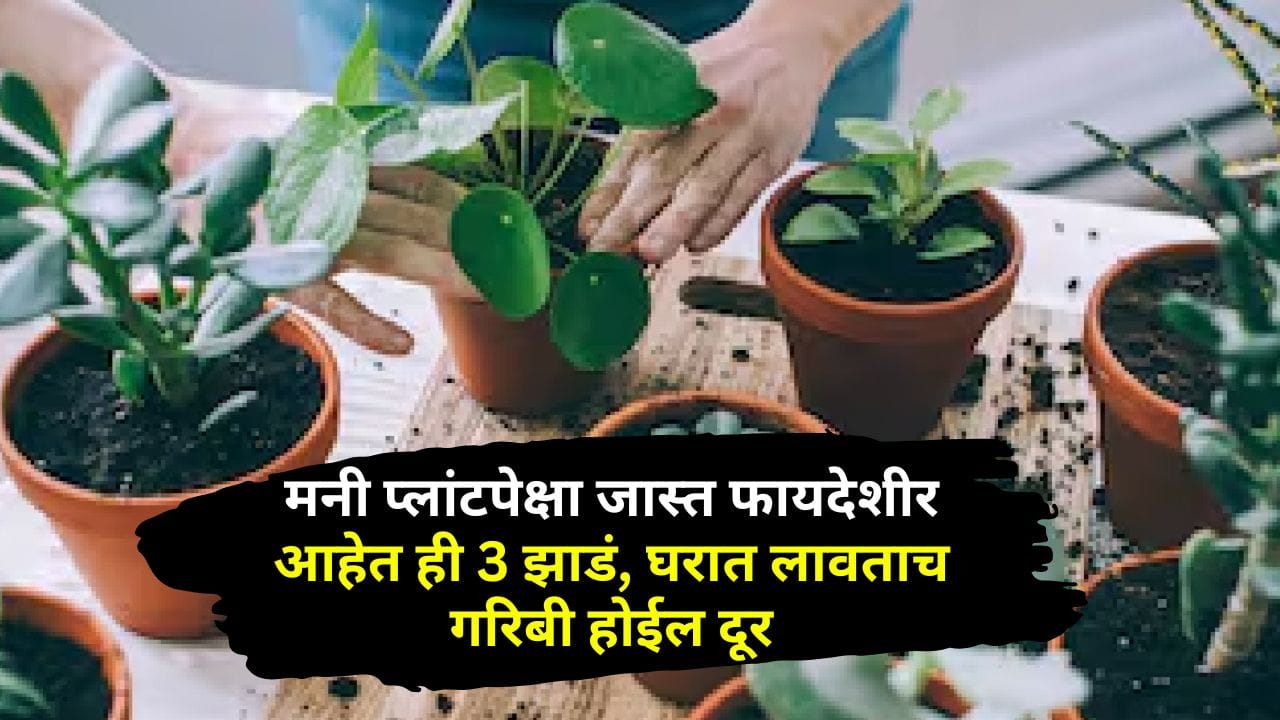 मनी प्लांटपेक्षा जास्त फायदेशीर आहेत ही 3 झाडं, घरात लावताच गरिबी होईल दूर, फक्त या दिशेला लावा