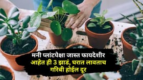 मनी प्लांटपेक्षा हे झाडं घरी न्या, बायकोही करेल कौतुक, होईल धनलाभ.