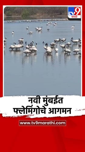 नवी मुंबईत फ्लेमिंगोचे आगमन 