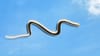 Flying snakes: सर्वात विषारी साप कोणता? उडणारा की सरपटणारा?.