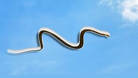 Flying snakes: सर्वात विषारी साप कोणता? उडणारा की सरपटणारा?.