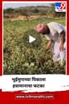 बदलत्या हवामानाचा भुईमूग पिकाला फटका, शेतकरी संकटात.