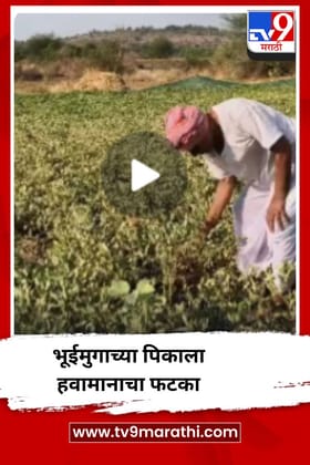 बदलत्या हवामानाचा भुईमूग पिकाला फटका, शेतकरी संकटात