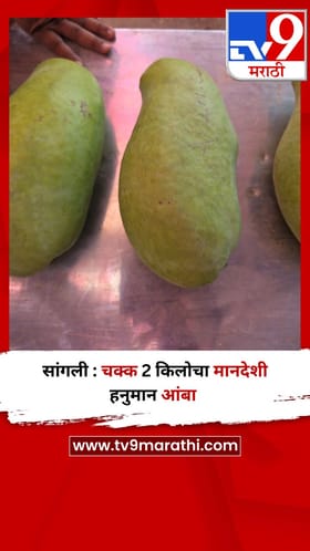 सांगली : चक्क 2 किलोचा मानदेशी हनुमान आंबा