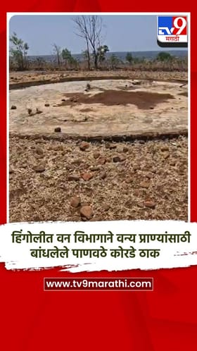 हिंगोलीत वन विभागाने वन्य प्राण्यांसाठी बांधलेले पाणवठे कोरडे ठाक