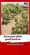 डोंगराळ मुरमाड जमिनीत फुलवली केशरची बाग.