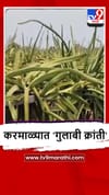 Solapur : करमाळा तालुक्यात152 हेक्टरवर ड्रॅगन फ्रूटची लागवड.