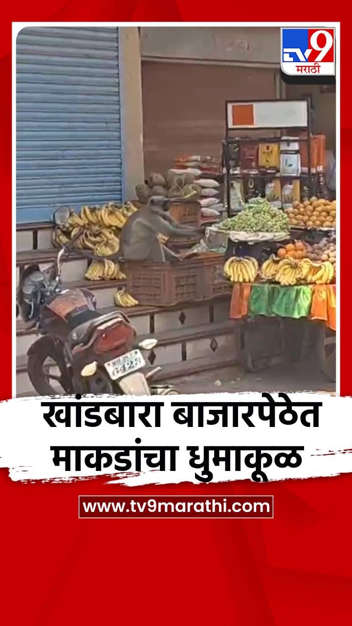 खांडबारा बाजारपेठेत माकडाचा धुमाकूळ, नागरिकांमध्ये भीतीचं वातावरण