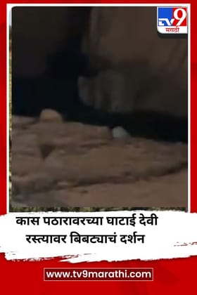 कास पठारावरच्या घाटाई देवी रस्त्यावर बिबट्याचं दर्शन