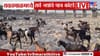 माय पैनगंगा कोरडीठाक, पाण्याच्या थेंबासाठी पशूपक्ष्यांची भटकंती.