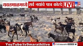 माय पैनगंगा कोरडीठाक, पाण्याच्या थेंबासाठी पशूपक्ष्यांची भटकंती