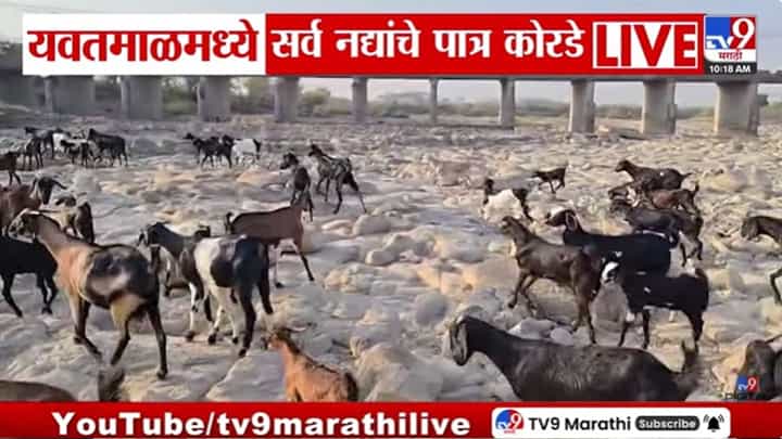 Yavatmal | माय पैनगंगा कोरडीठाक, पाण्याच्या थेंबासाठी पशूपक्ष्यांची भटकंती Yavatmal | माय पैनगंगा कोरडीठाक, पाण्याच्या थेंबासाठी पशूपक्ष्यांची भटकंती