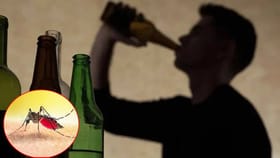 बिअर पिणाऱ्या व्यक्तींना डास जास्त का चावतात? संशोधनात कारण आले समोर.