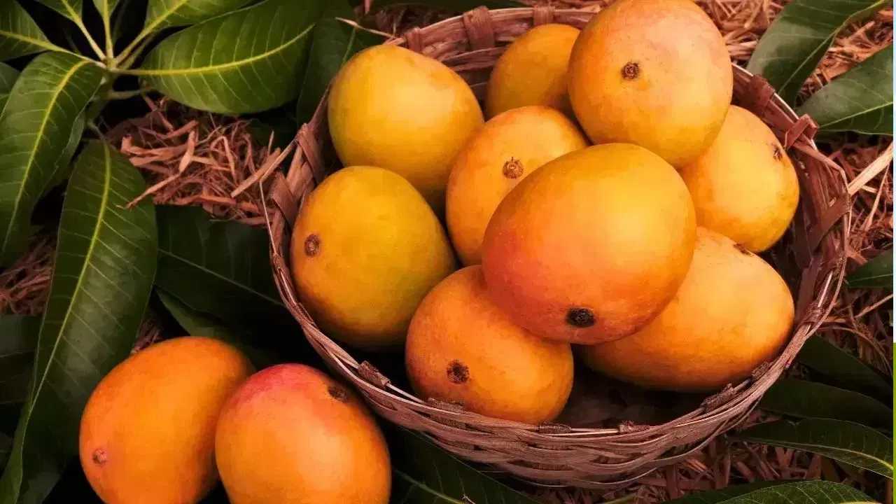 औषधांसोबत होणारी आंतरक्रिया: आंब्यामध्ये फ्युरानोकुमारिन्स नावाचे पदार्थ असतात. यकृताचा त्रास असलेल्या किंवा इतर आजारांवर औषधे घेत असलेल्या लोकांसाठी हे त्रासदायक ठरू शकते. जर तुम्ही कोणतेही दीर्घकालीन उपचार घेत असाल, तर आंबे खाण्यापूर्वी डॉक्टरांचा सल्ला घेणे उत्तम.