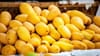 Mango Export: जपानची भारतीय आंब्यांवर बंदी, कोणते आंबे निर्यात होतात?.