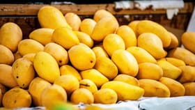 Mango Export: जपानची भारतीय आंब्यांवर बंदी, कोणते आंबे निर्यात होतात?.