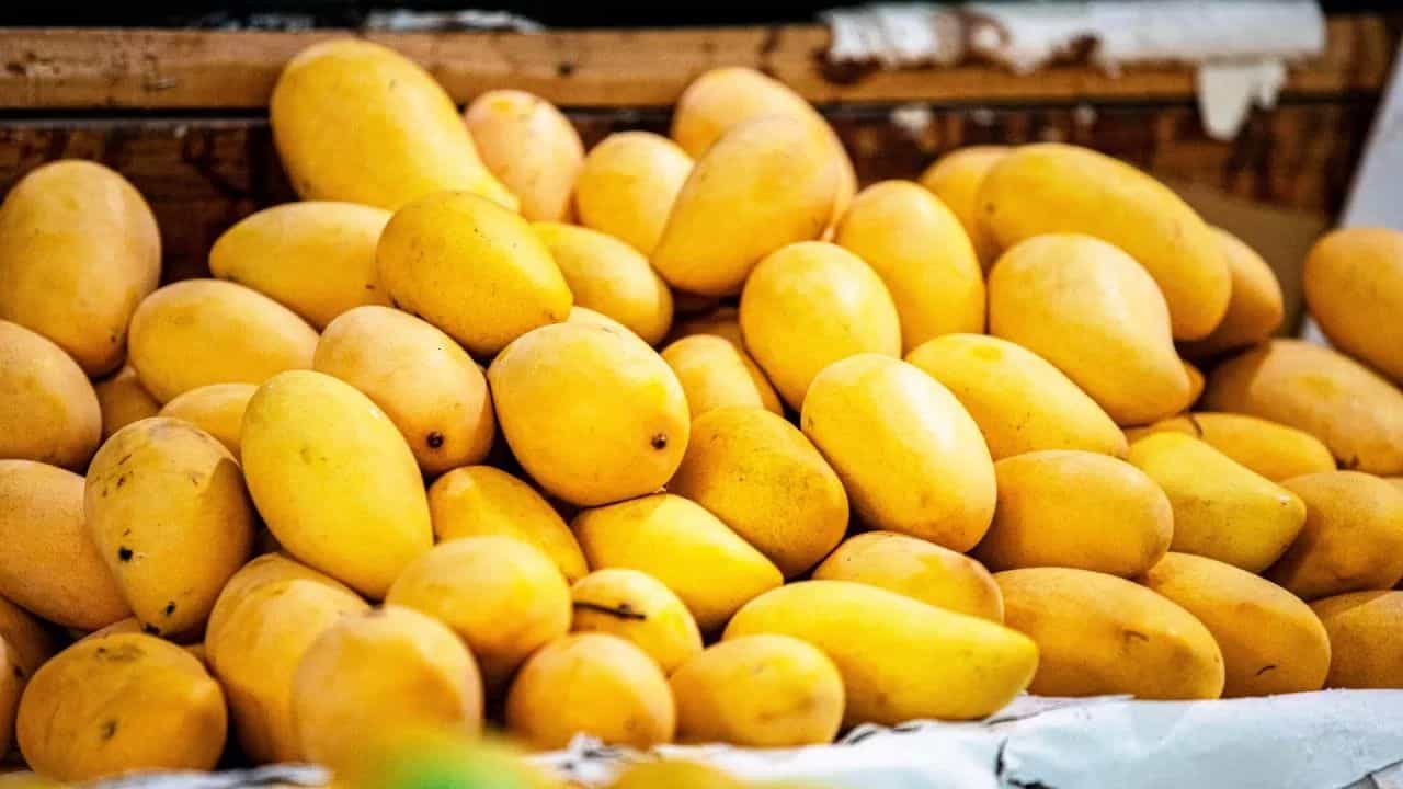 Mango Export: जपानची भारतीय आंब्यांवर बंदी, या देशात कोणते आंबे निर्यात होतात ?