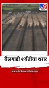 मेहुनबारेत बैलगाडी शर्यतीचा थरार, पाहणाऱ्यांचा फुटला पोळा.