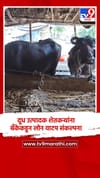 दूध उत्पादक शेतकऱ्यांना बँकेकडून लोन वाटप संकल्पना.
