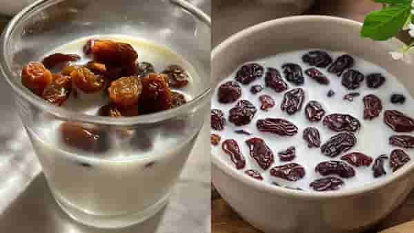 दुधात मनुके भिजवून महिनाभर खाल्ल्यास काय होईल? फायदे जाणून व्हाल हैराण