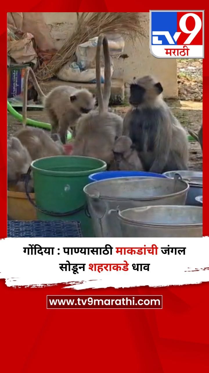 गोंदिया : पाण्यासाठी माकडांची जंगल सोडून शहराकडे धाव