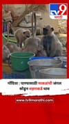 गोंदिया : पाण्यासाठी माकडांची जंगल सोडून शहराकडे धाव.