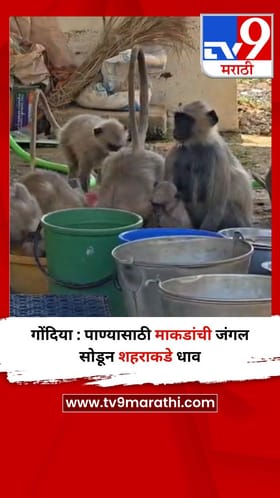 गोंदिया : पाण्यासाठी माकडांची जंगल सोडून शहराकडे धाव