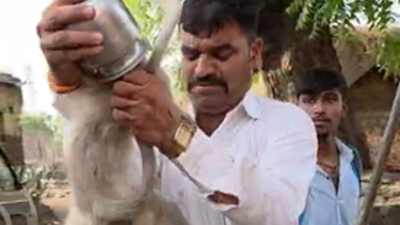 या प्रकारामुळे परिसरातही एकच खळबळ उडाली. स्थानिक नागरिकांनी तत्काळ प्राणीमित्र समाधान गिरी यांना याबाबत माहिती दिली. माहिती मिळताच समाधान गिरी यांनी कोणतीही वेळ न दवडता घटनास्थळी धाव घेतली. मात्र, हे बचावकार्य सोपं नव्हतं. आपल्या पिलाच्या अवस्थेमुळे इतर माकडंही आक्रमक झाली होती. त्यामुळे त्या पिलाजवळ जाणं हे मोठं आव्हान ठरत होतं.