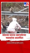 खंडाळा घाटात तहानलेल्या माकडांचा आटापिटा.