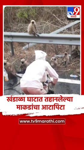 खंडाळा घाटात तहानलेल्या माकडांचा आटापिटा