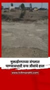 मुक्ताईनगरच्या जंगलात पाण्याअभावी वन्य जीवांचे हाल.