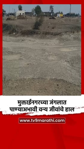 मुक्ताईनगरच्या जंगलात पाण्याअभावी वन्य जीवांचे हाल