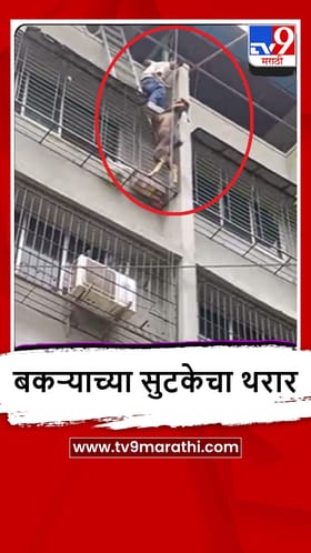 Mumbra : तिसऱ्या मजल्यावर अडकलेल्या बकऱ्याची तरुणांकडून सुखरुप सुटका, असं वाचवलं, पाहा व्हीडिओ