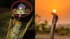 Snake Facts: सापाच्या डोक्यावर खरंच असतो नागमणी?.