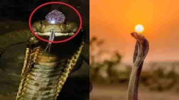 Snake Facts: सापाच्या डोक्यावर खरंच असतो नागमणी? जाणून घ्या त्या दाव्यातील सत्यता
