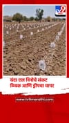 नंदुरबार जिल्ह्यात यंदा एल निनोचे संकट, शेतकऱ्यांकडून ठिबक आणि ड्रीपचा वापर.