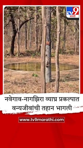 रणरणत्या उन्हात वन्यप्राण्यांना दिलासा;वनविभागाकडून कृत्रिम पाणवठ्यांची सोय