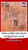 रणरणत्या उन्हात वन्यप्राण्यांना दिलासा;वनविभागाकडून कृत्रिम पाणवठ्यांची सोय.