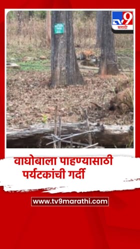 वाघोबाला पाहण्यासाठी पर्यटकांची नवेगाव नागझिरा प्रकल्पात गर्दी