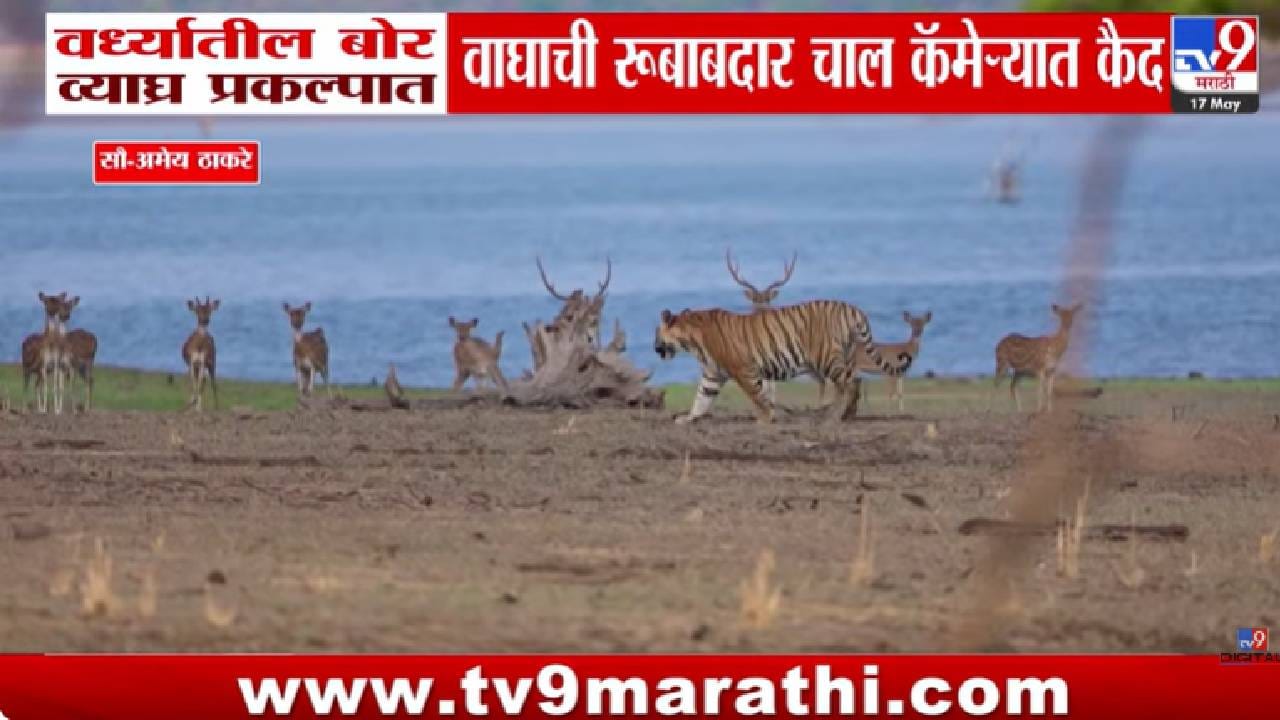 Wardha | ऐटीत चालणाऱ्या वाघाने वेधलं लक्ष; बोर व्याघ्र प्रकल्पातील VIDEO चर्चेत
