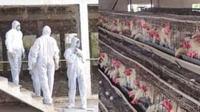बर्ड फ्लूचा कहर, 4 लाख कोंबड्या आणि 24 लाख अंडी नष्ट, केंद्रीय पथक....