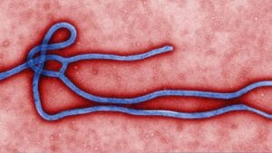 Ebola | 3 देशांचा प्रवास टाळा; इबोलामुळे केंद्र सरकार अलर्ट मोडवर, कोणते आहेत ते तीन देश?