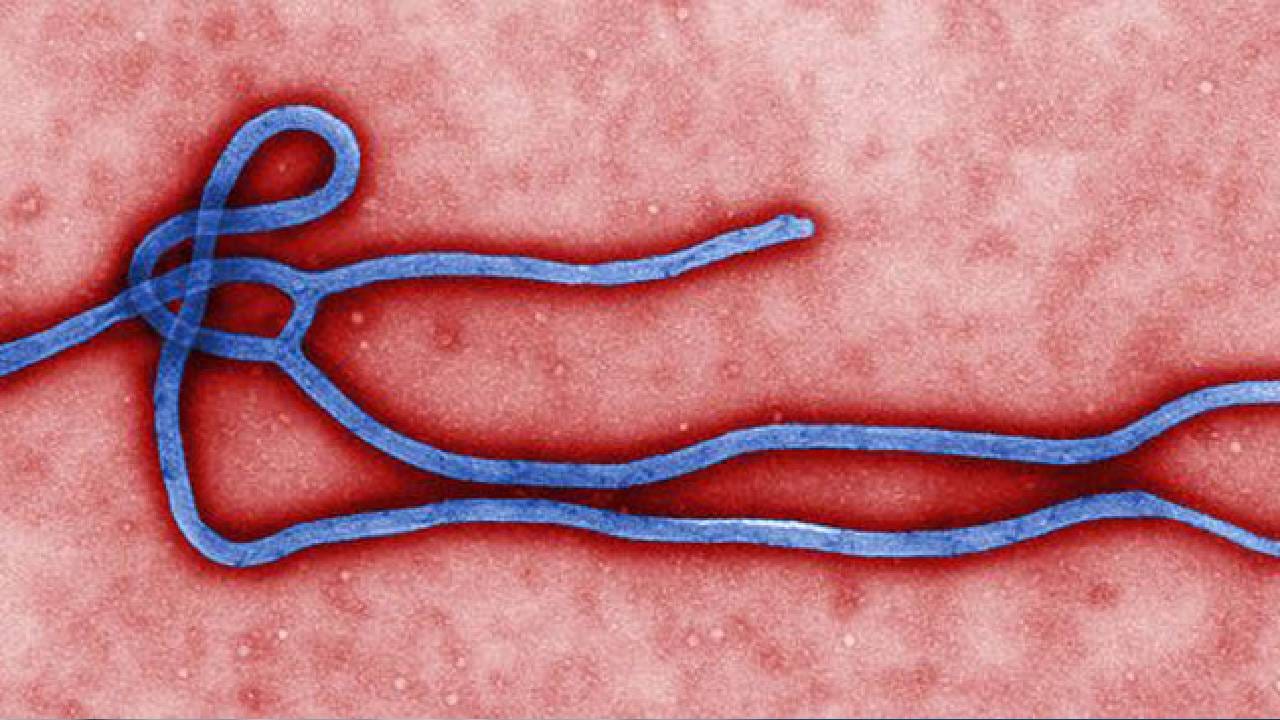 Ebola | 3 देशांचा प्रवास टाळा; इबोलामुळे केंद्र सरकार अलर्ट मोडवर, कोणते आहेत ते तीन देश?